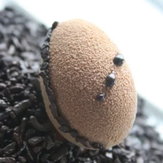 Half-Sphere Mold 56 Cavities Ø 35 mm - Professional Format 55x35 cm